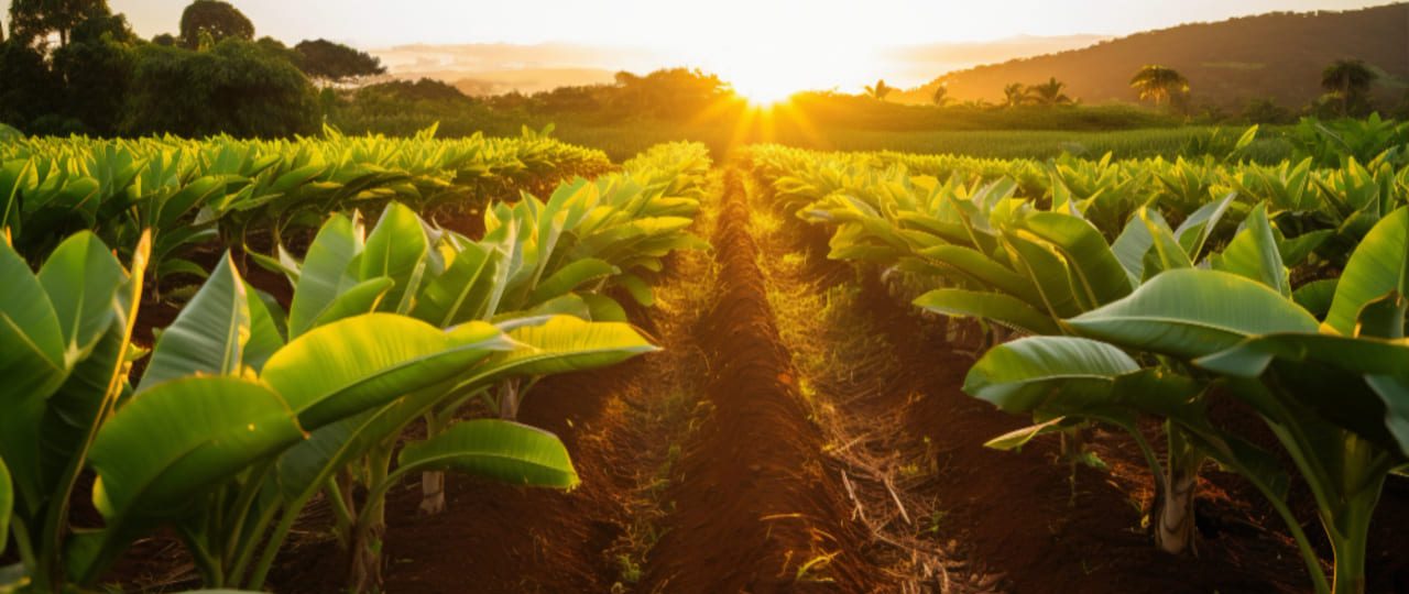 16 años cultivando progreso: De mi Tierra, una historia de éxito