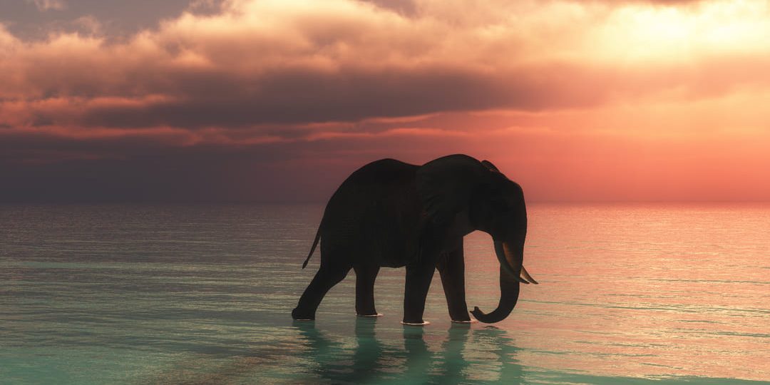 Unidos por la vida silvestre: Ficohsa se suma a la iniciativa global United for Wildlife